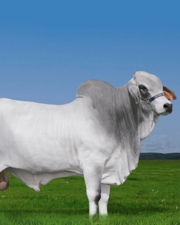 Brahman